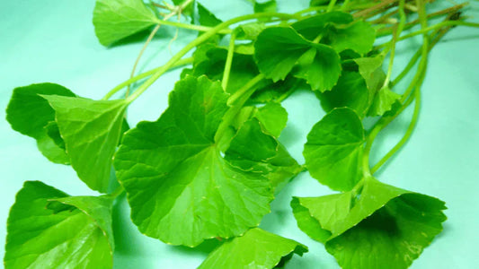 Centella Asiatica : l’ingrédient miracle de la K-beauty pour apaiser la pe