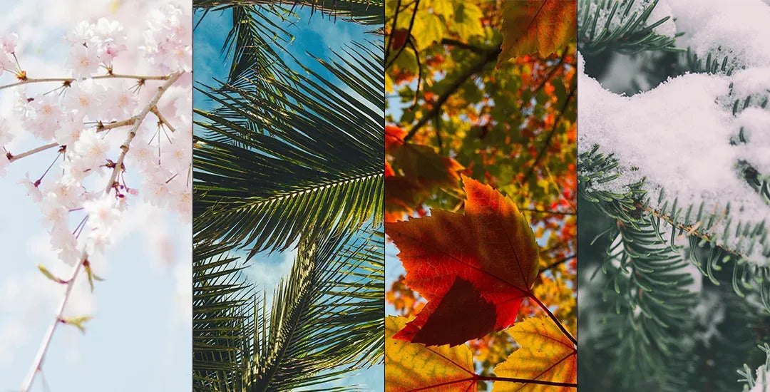 routine skincare pour l'été,l'hiver, le printemps et l'automne