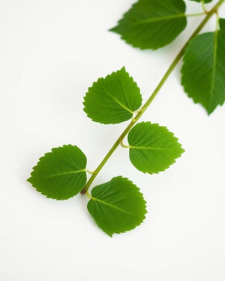 Centella Asiatica