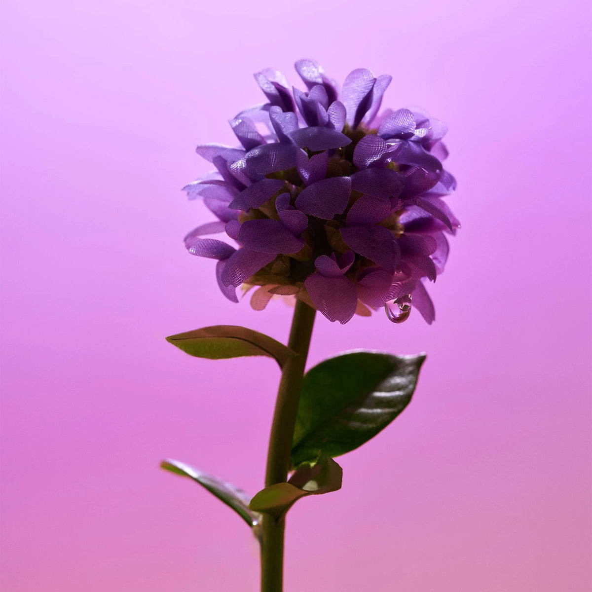 EQQUALBERRY  Bakuchiol Plumping Serum