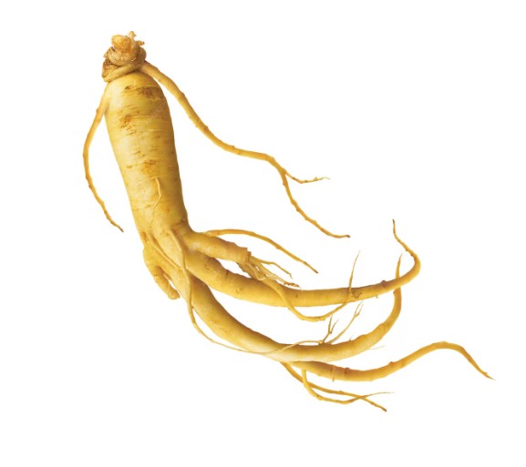Ginseng