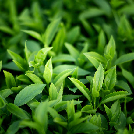 Green Tea
